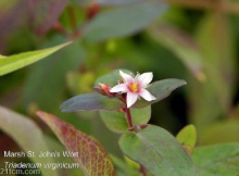 China St. John’s Wort Extract - China Supplier
