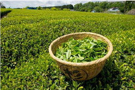China green tea extract - China Supplier
