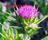 China Milk Thistle Extract - China Supplier