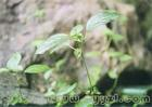 China Acalypha Australis P.E. - China Supplier
