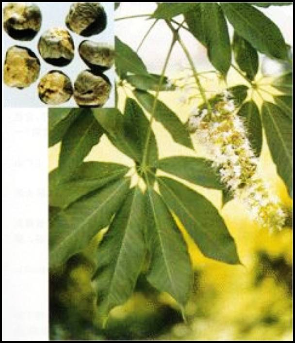 China Szechwan Lovage rhizome Extract - China Supplier China Szechwan Lovage rhizome Extract - China Supplier