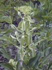 China Taiwan angelica P.E - China Supplier China Taiwan angelica P.E - China Supplier