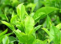 China Green tea  extract - China Supplier