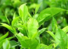 China Green tea  extract - China Supplier