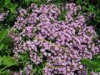 China Thyme Extract - China Supplier China Thyme Extract - China Supplier