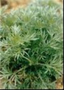 China Oriental wormwood oil - China Supplier China Oriental wormwood oil - China Supplier