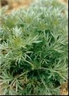 China Oriental wormwood oil - China Supplier