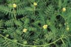 China Tribulus Terrestris Extract - China Supplier China Tribulus Terrestris Extract - China Supplier