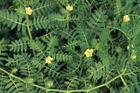 China Tribulus Terrestris Extract - China Supplier