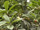 China Ursolic Acid - China Supplier China Ursolic Acid - China Supplier