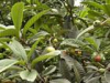 China Ursolic Acid - China Supplier China Ursolic Acid - China Supplier