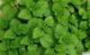 China Wild mint Extract - China Supplier China Wild mint Extract - China Supplier