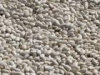China White Kidney Bean Extract - China Supplier China White Kidney Bean Extract - China Supplier