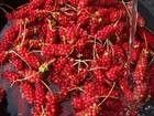 China Schisandra Chinensis P.E. - China Supplier