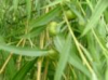 China White Willow Bark Extract - China Supplier China White Willow Bark Extract - China Supplier