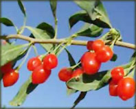 China Wolf Berry Extract - China Supplier