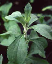 China Stevia extract - China Supplier