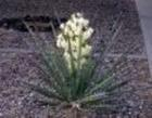 China Yucca Extract - China Supplier