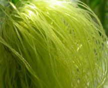 China Zeaxanthin - China Supplier