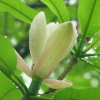 China Magnolia Bark Extract - China Supplier China Magnolia Bark Extract - China Supplier
