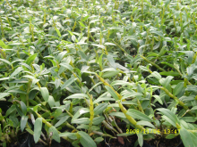 China Dendrobium Extract - China Supplier