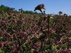 China Exposed plants extract - China Supplier