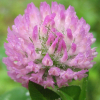China Red Clover Extract - China Supplier