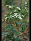 China Stevia Extract - China Supplier