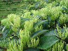 China Honeysuckle Extract - China Supplier