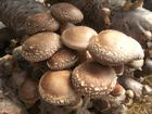China Shiitake mushroom extract - China Supplier China Shiitake mushroom extract - China Supplier