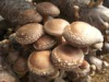 China Shiitake mushroom extract - China Supplier China Shiitake mushroom extract - China Supplier