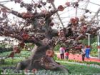China Ganoderma lucidum extract - China Supplier China Ganoderma lucidum extract - China Supplier