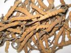 China Cordyceps Extract - China Supplier China Cordyceps Extract - China Supplier