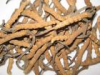China Cordyceps Extract - China Supplier China Cordyceps Extract - China Supplier