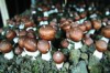 China Agaricus Extract - China Supplier China Agaricus Extract - China Supplier