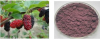 China Mulberry - China Supplier China Mulberry - China Supplier