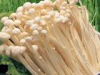 China Mushroom extract - China Supplier China Mushroom extract - China Supplier