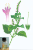 China Curcuma oil - China Supplier China Curcuma oil - China Supplier