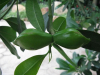 China Rosewood Oil - China Supplier China Rosewood Oil - China Supplier