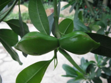 China Rosewood Oil - China Supplier