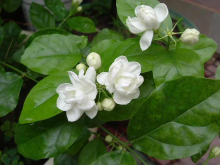 China Jasmine Oil - China Supplier