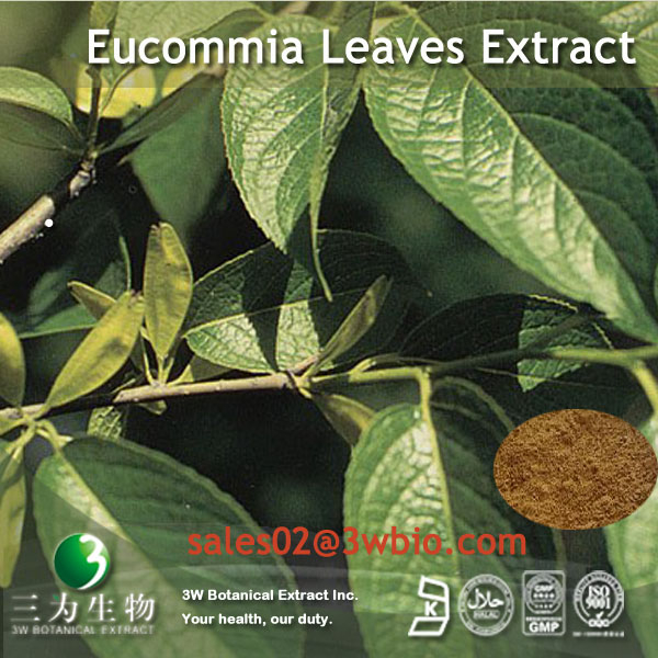 China Eucommia leaves extract - China Supplier China Eucommia leaves extract - China Supplier