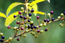 China Litsea cubeba oil - China Supplier
