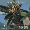 China Loquat leaf Extract - China Supplier China Loquat leaf Extract - China Supplier