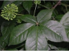 China Siberian Ginseng Extract - China Supplier China Siberian Ginseng Extract - China Supplier