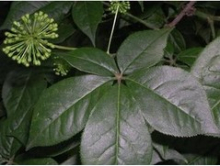 China Siberian Ginseng Extract - China Supplier
