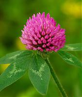 China Red clover extract ,Trifolium pratense L. - China Supplier