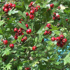 China Hawthorn Berry Extract - China Supplier China Hawthorn Berry Extract - China Supplier