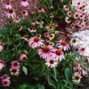 China ECHINACEA - China Supplier China ECHINACEA - China Supplier