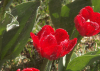 China Wetting Agent for Agricultural - China Supplier China Wetting Agent for Agricultural - China Supplier